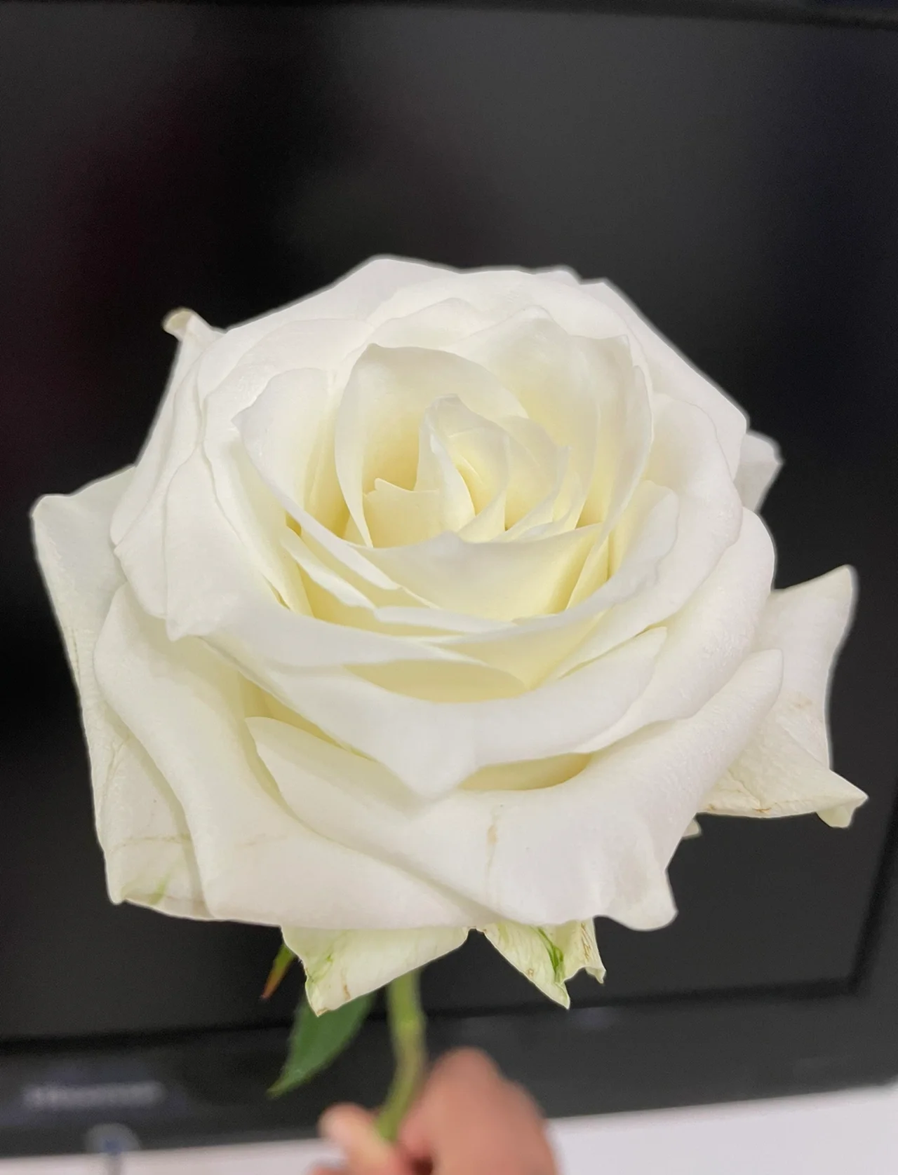White Avalanche Rose