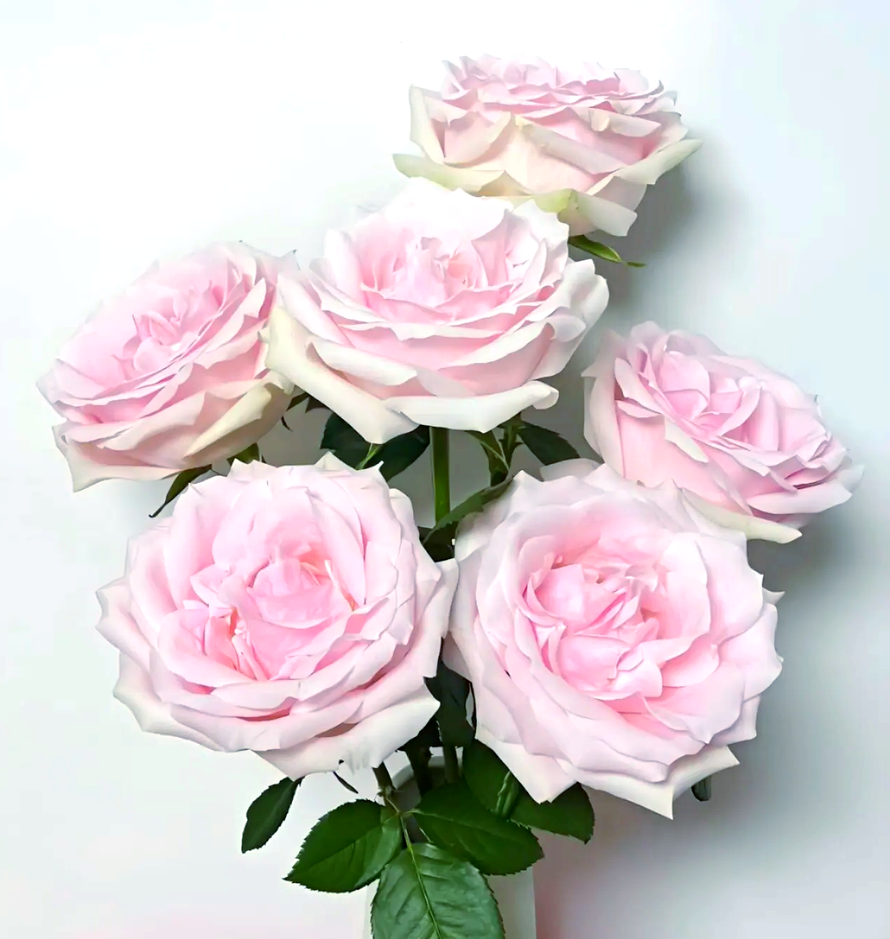 Pink Avalanche Rose