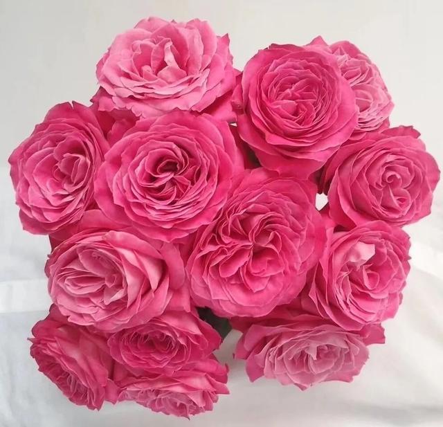 Sweet Avalanche Rose