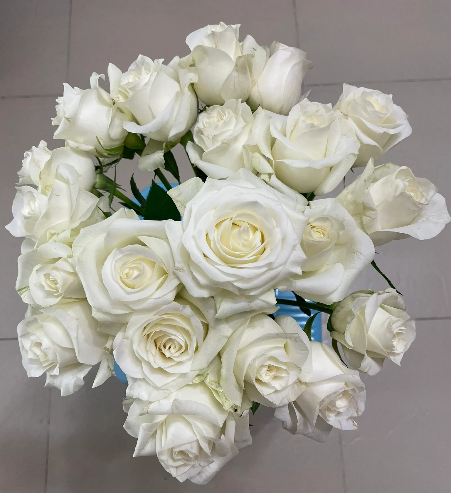 White Avalanche Rose