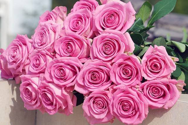 Sweet Avalanche Rose