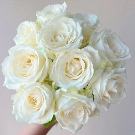 White Avalanche Rose