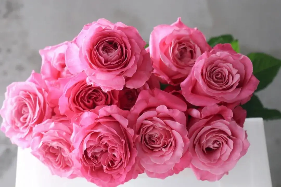 Sweet Avalanche Rose