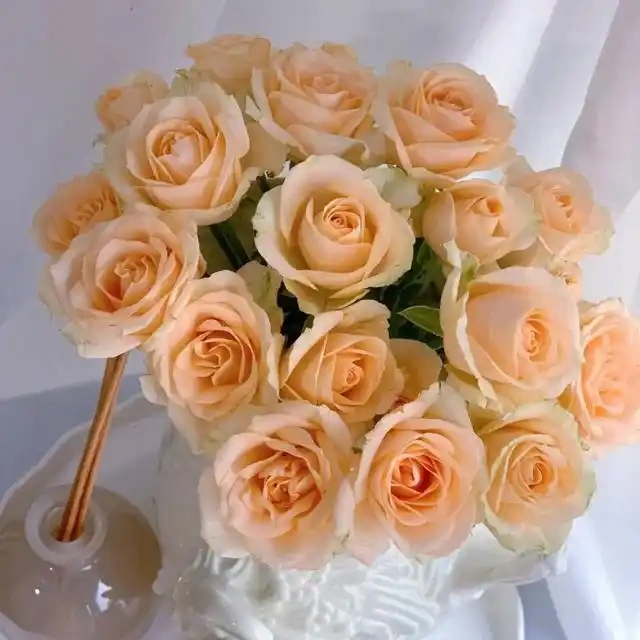 Peach Avalanche Rose