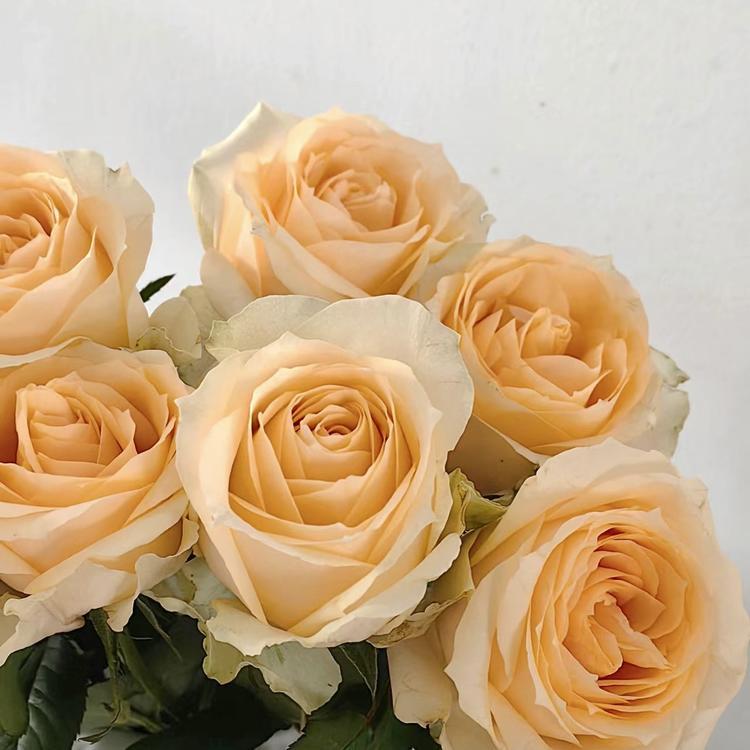 Peach Avalanche Rose