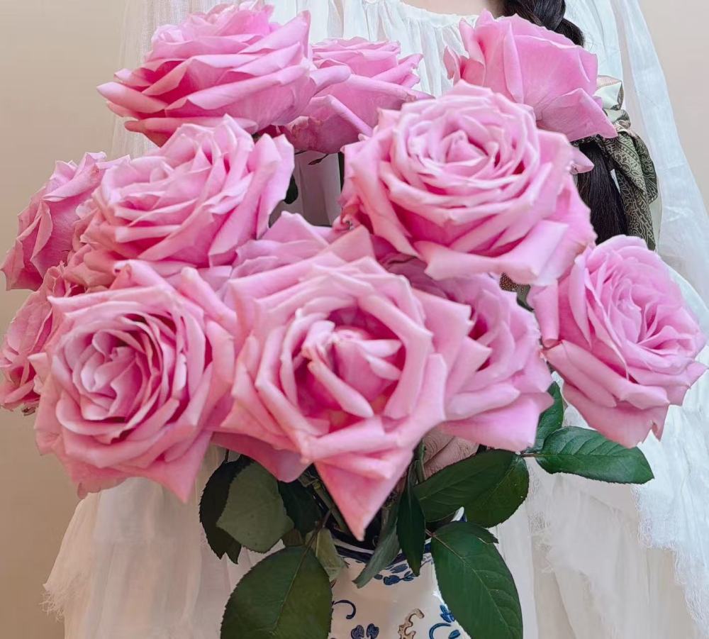 Sweet Avalanche Rose