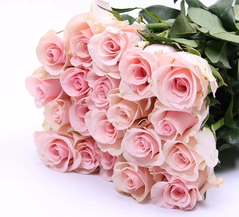 Pink Avalanche Rose