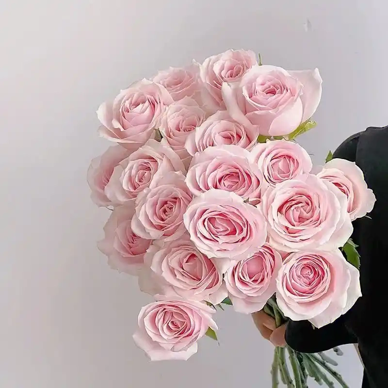 Pink Avalanche Rose