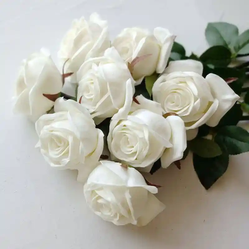 White Avalanche Rose