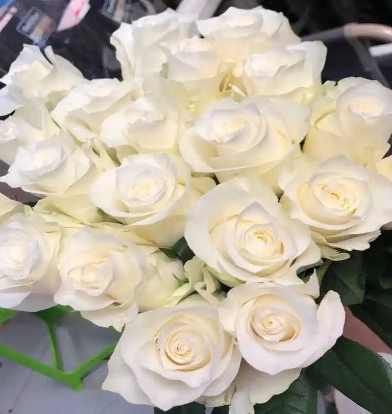 White Avalanche Rose