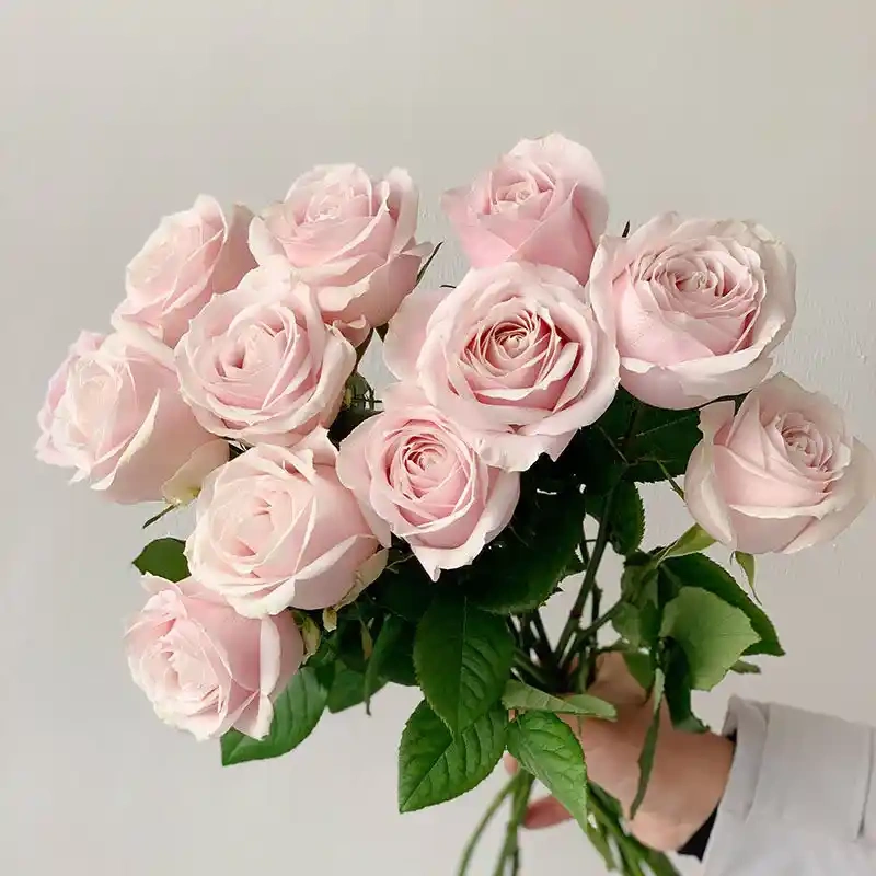 Pink Avalanche Rose