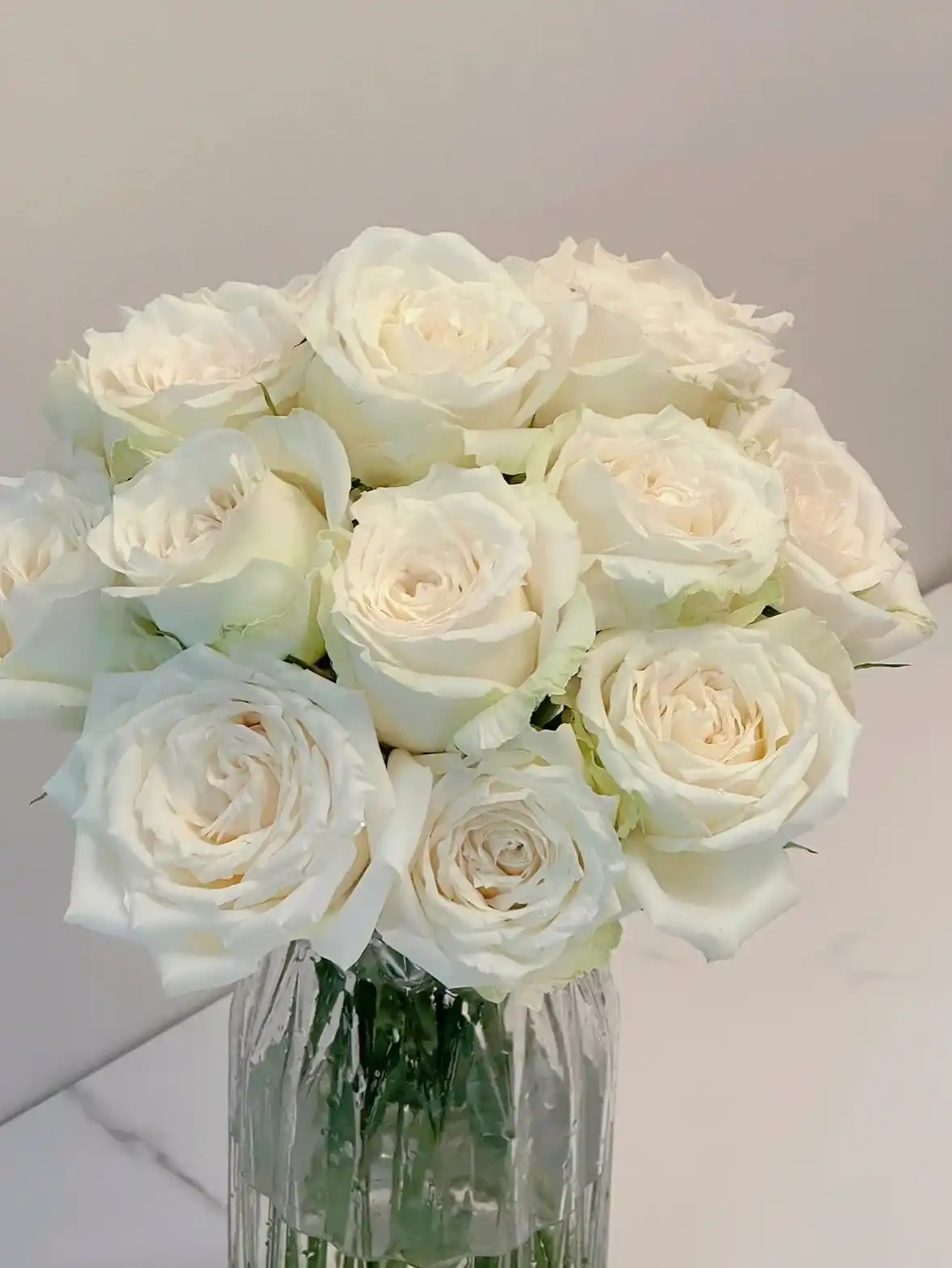 White Avalanche Rose