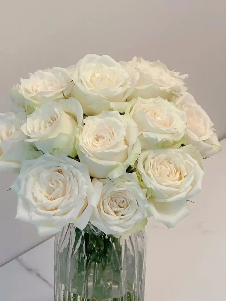 White Avalanche Rose
