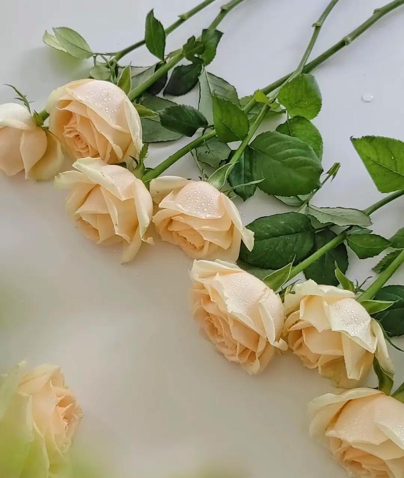 Peach Avalanche Rose