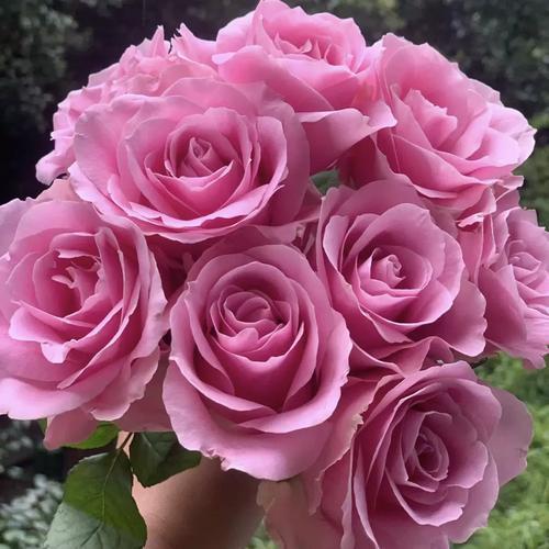 Sweet Avalanche Rose