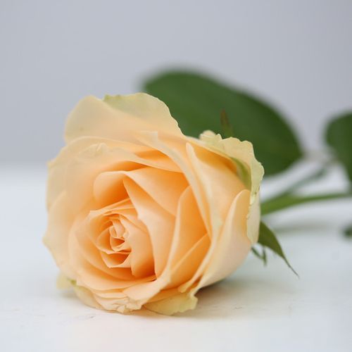 Peach Avalanche Rose