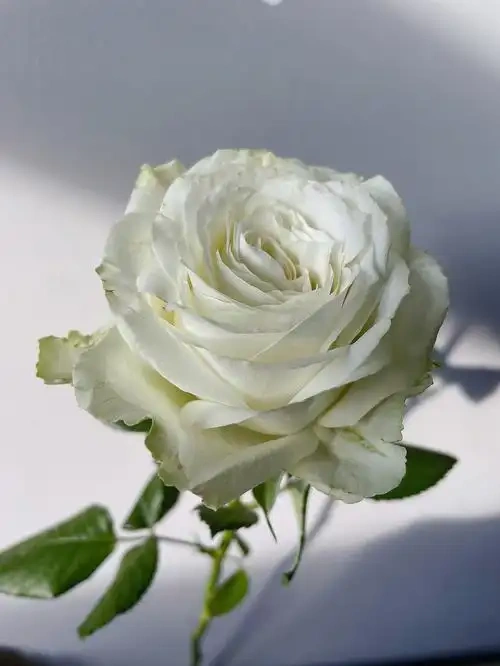 White Avalanche Rose