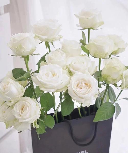 White Avalanche Rose