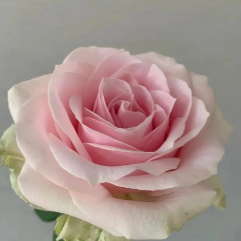 Pink Avalanche Rose