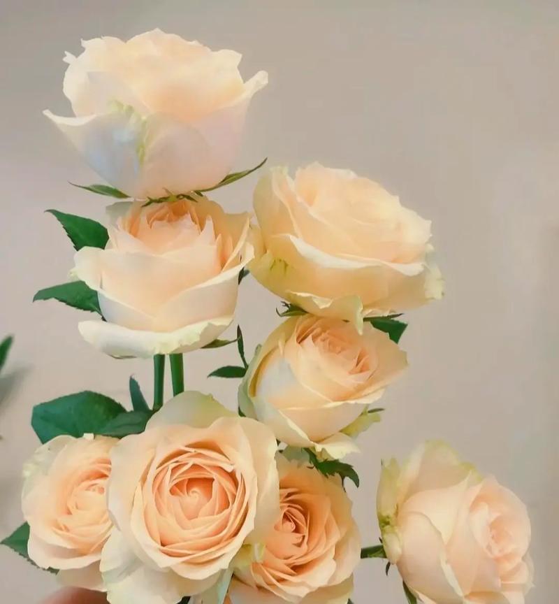 Peach Avalanche Rose