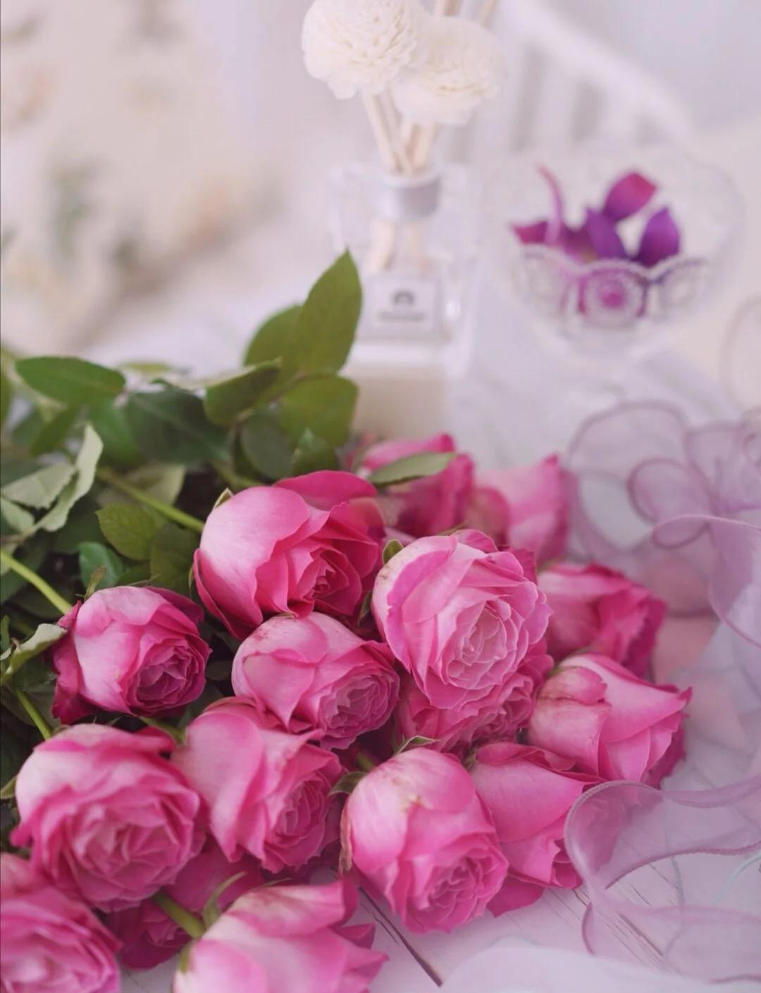 Sweet Avalanche Rose
