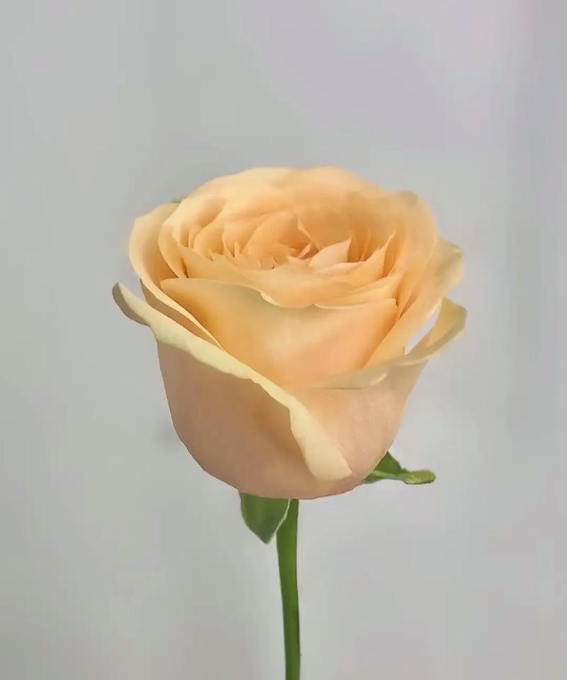 Peach Avalanche Rose