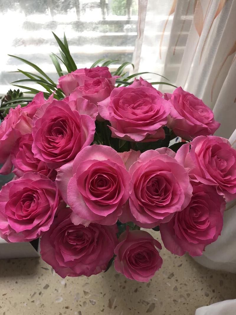 Sweet Avalanche Rose