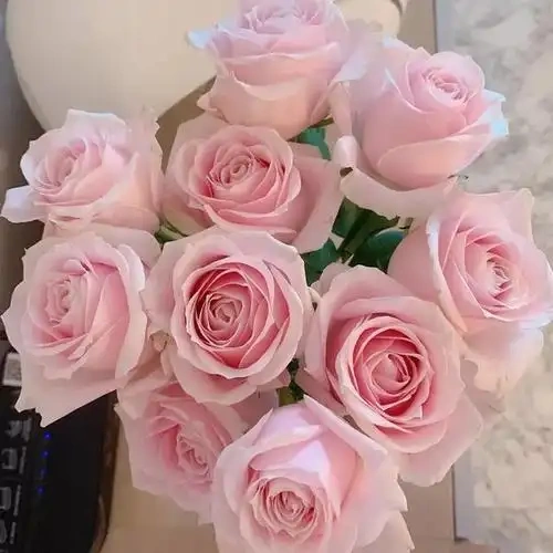 Pink Avalanche Rose