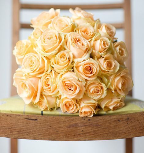 Peach Avalanche Rose