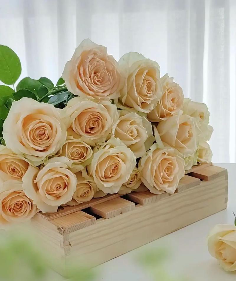 Peach Avalanche Rose