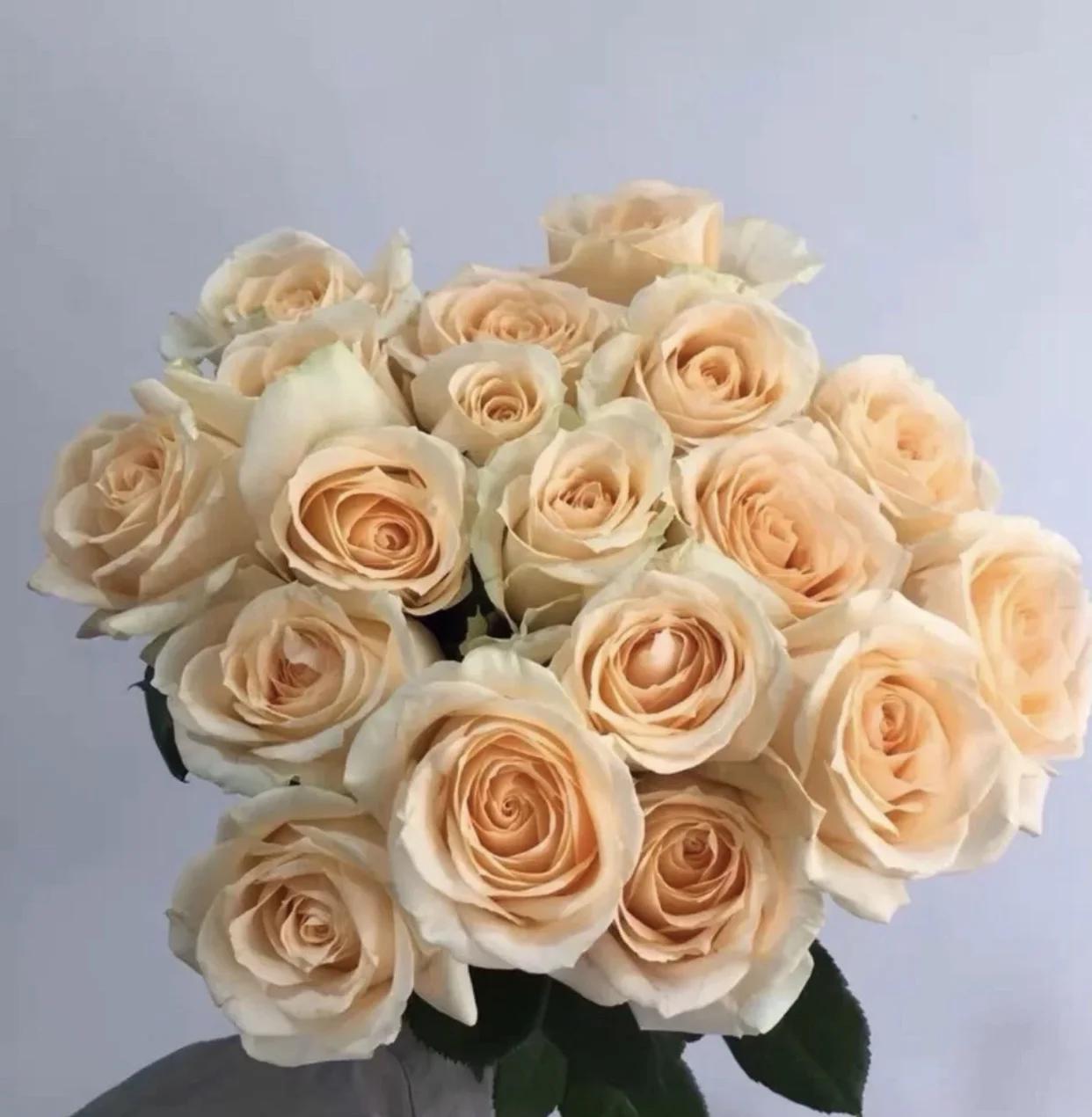 Peach Avalanche Rose