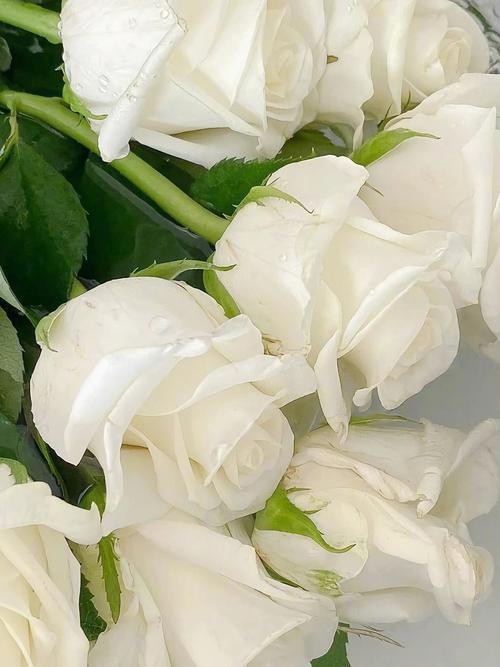 White Avalanche Rose