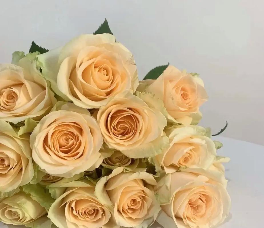 Peach Avalanche Rose