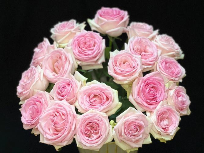 Pink Avalanche Rose