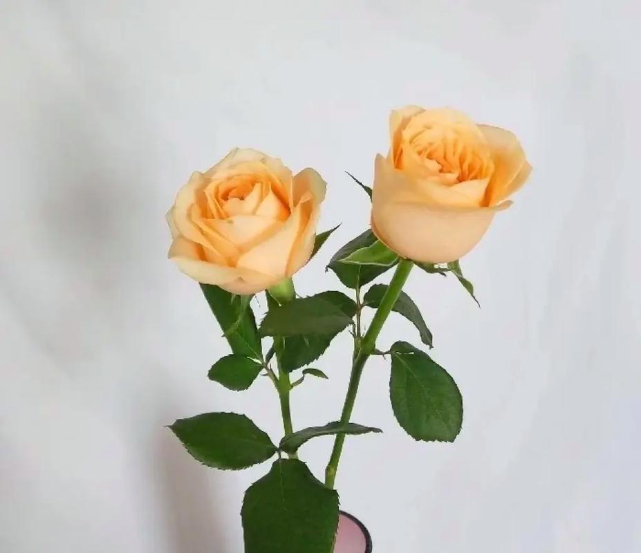 Peach Avalanche Rose