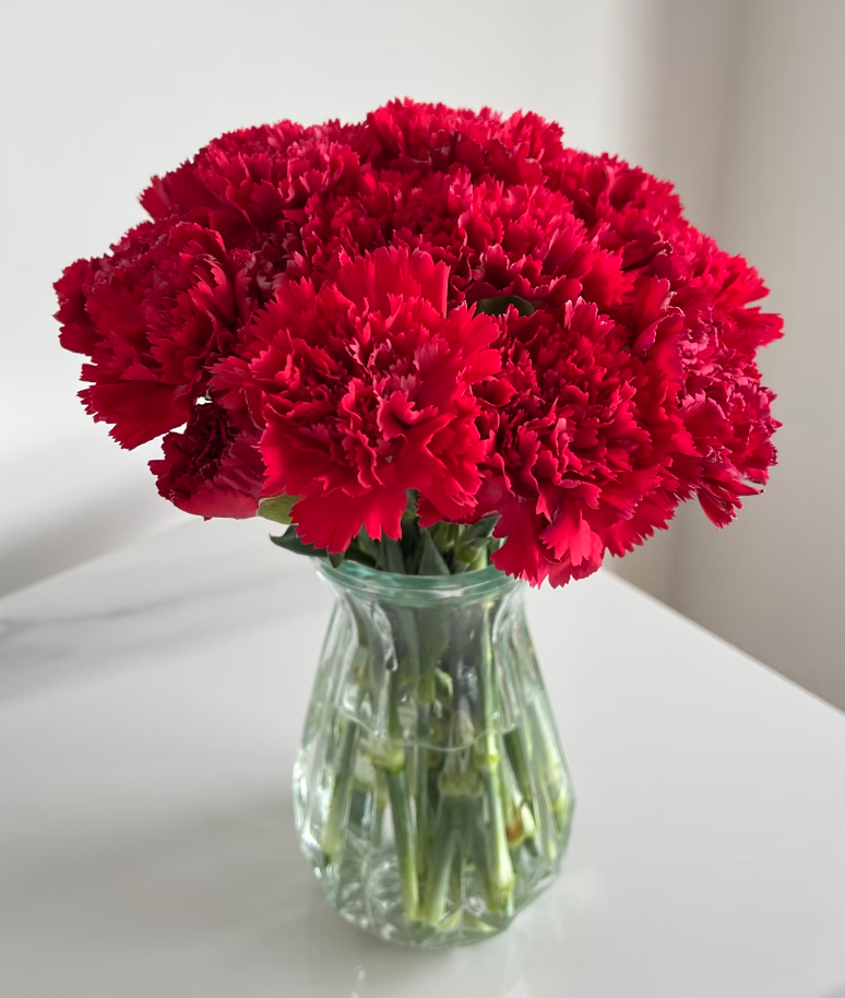 Red Carnation