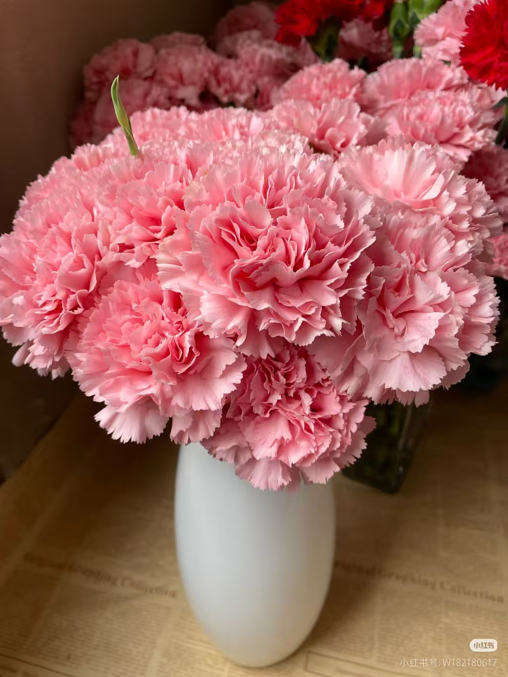 Pink Carnation