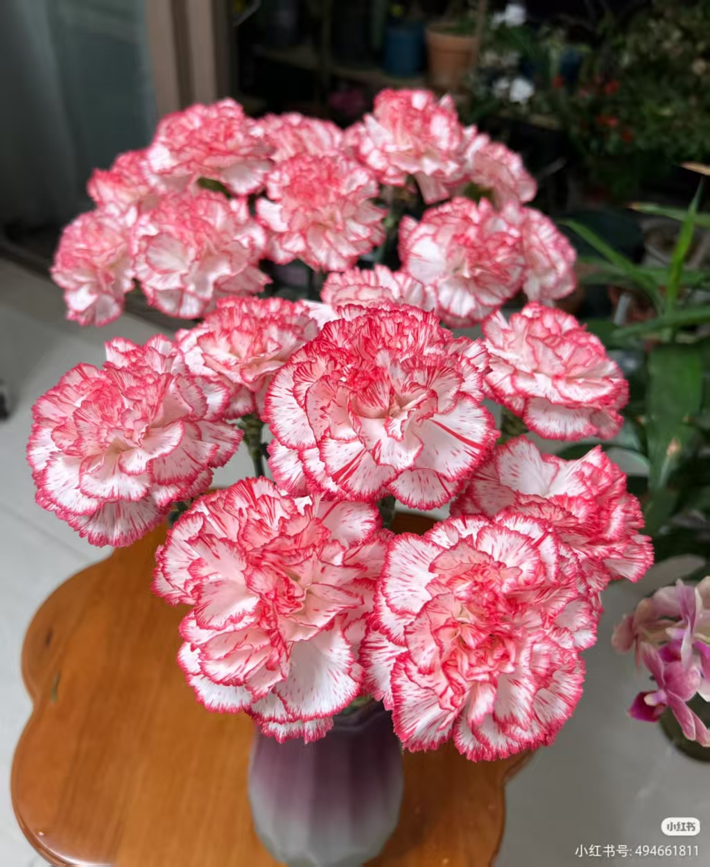 Pink Carnation
