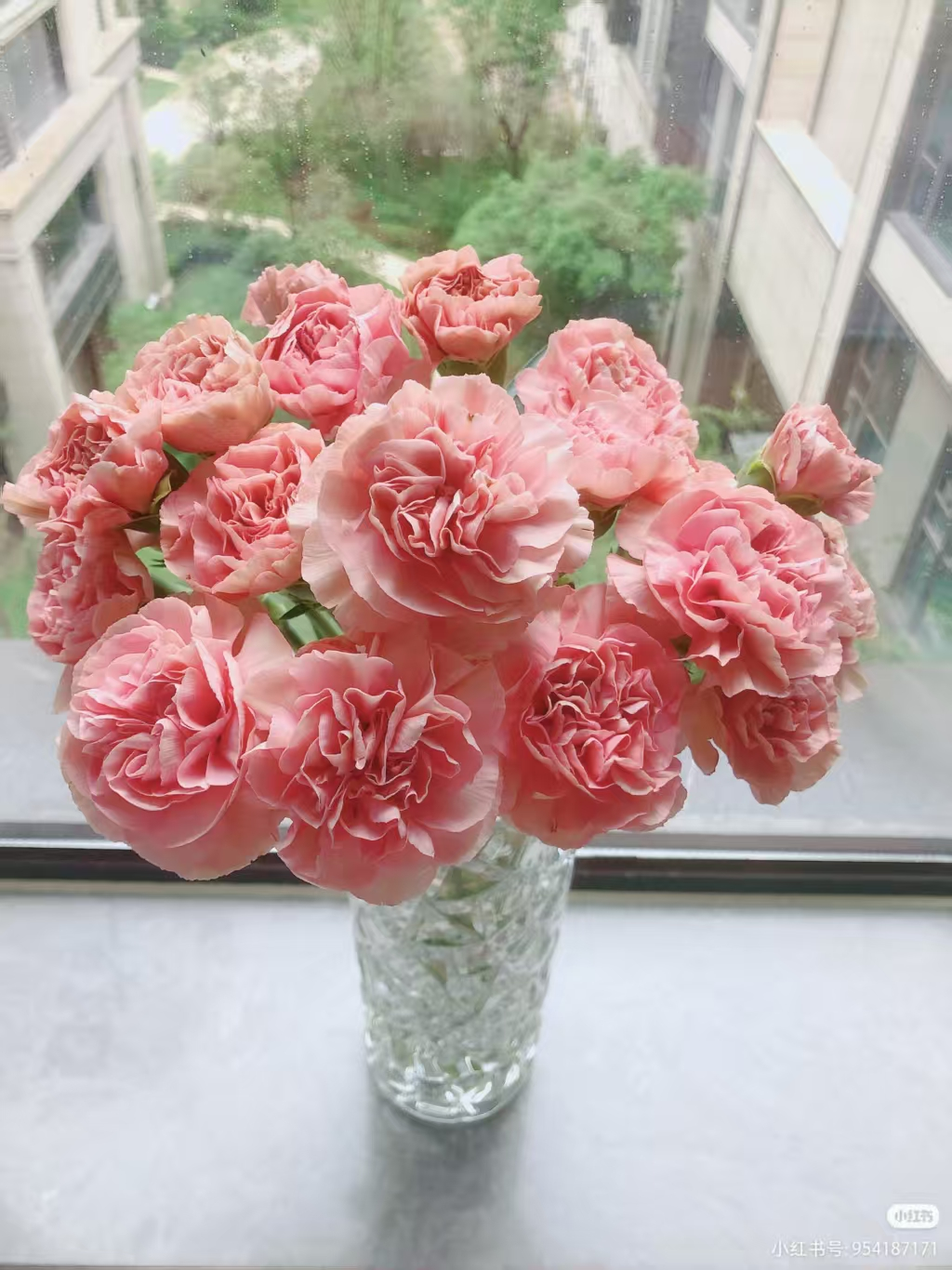 Pink Carnation