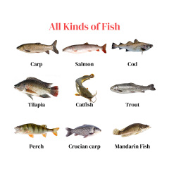 FK-500 Fish Killing Machine Stainless Steel High-Efficiency 500pcs/h Seafood Processor