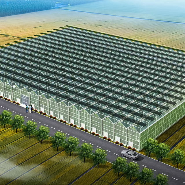 Multi-Span Film Vegetable Greenhouse 1152m² for Commercial Crop Production