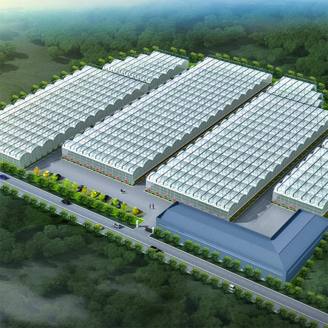 Multi-Span Film Vegetable Greenhouse 1152m² for Commercial Crop Production