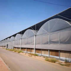 Multi-Span Film Vegetable Greenhouse 1152m² for Commercial Crop Production
