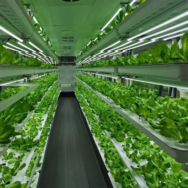 40ft Container Leafy Green Growing System for Hydroponic Urban Farming