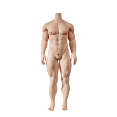 175cm Muscular
