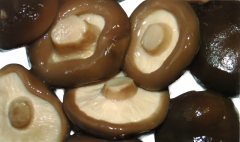 Champignons Poku