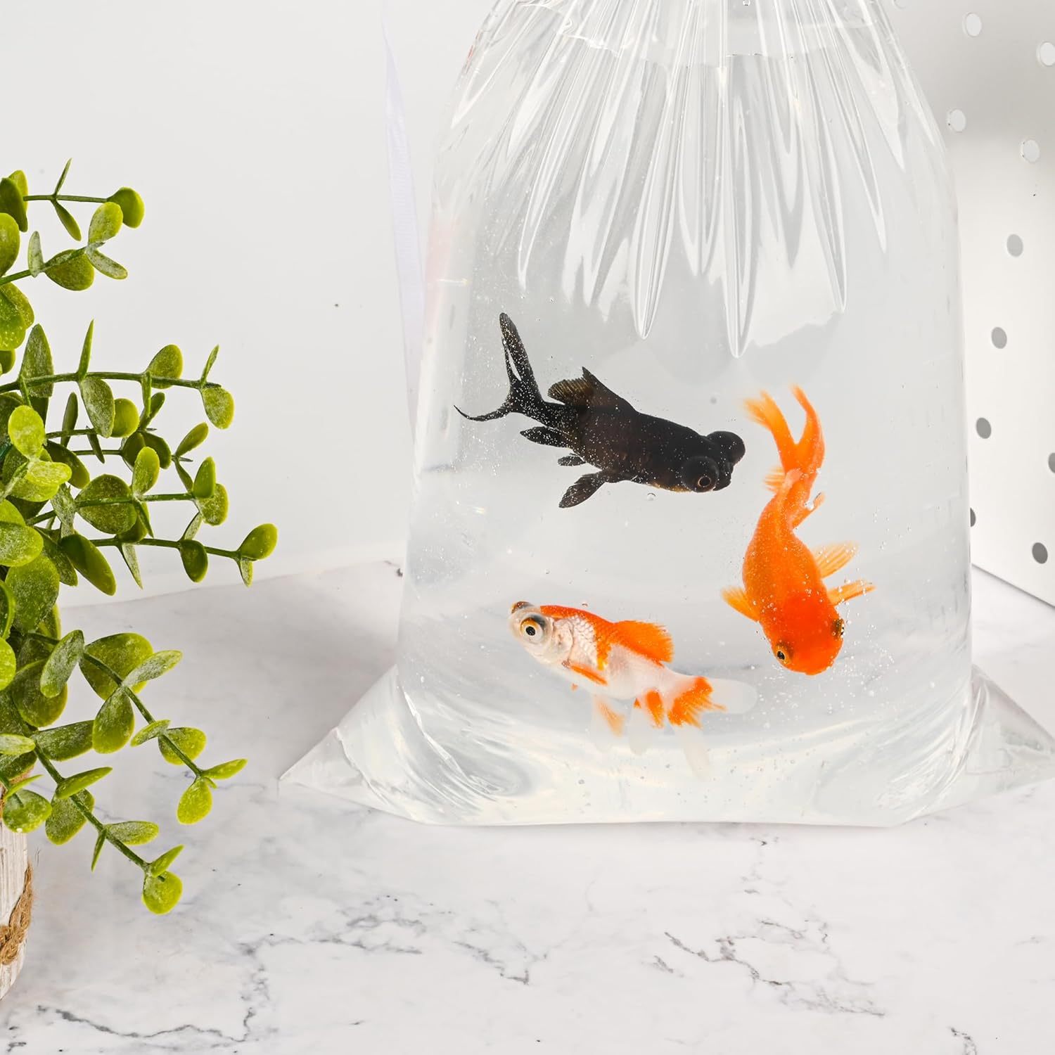 4x10 Inch Live Fish Shipping Bags for Shrimp and Fry - Professional Grade 2 Mil Leak-Proof Poly Bags for Aquarium Transport,Anhui Province Tianle Plastic Co.,Ltd ,4x10 Inch Live Fish Shipping Bags for Shrimp & Fry | Heavy Duty Leak-Proof Aquarium Transport Supplies
