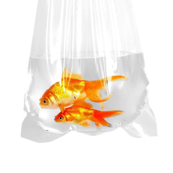 10" x 24" Extra Large Live Fish Shipping Bags for Discus and Koi - Professional 4 Mil Ultra-Thick Leak-Proof Poly Bags Safe for Aquatic Plants and Coral,Anhui Province Tianle Plastic Co.,Ltd ,10x24 Inch XL Live Fish Transport Bags | 4 Mil Ultra-Thick Professional Discus & Koi Shipping Supplies