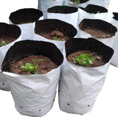 White/Black 3x6 Inch Propagation Pouches - Thermal Control Nursery Bags,Anhui Province Tianle Plastic Co.,Ltd ,3x6 Inch Mini Plastic Nursery Bags - Professional Seedling Starter Pouches