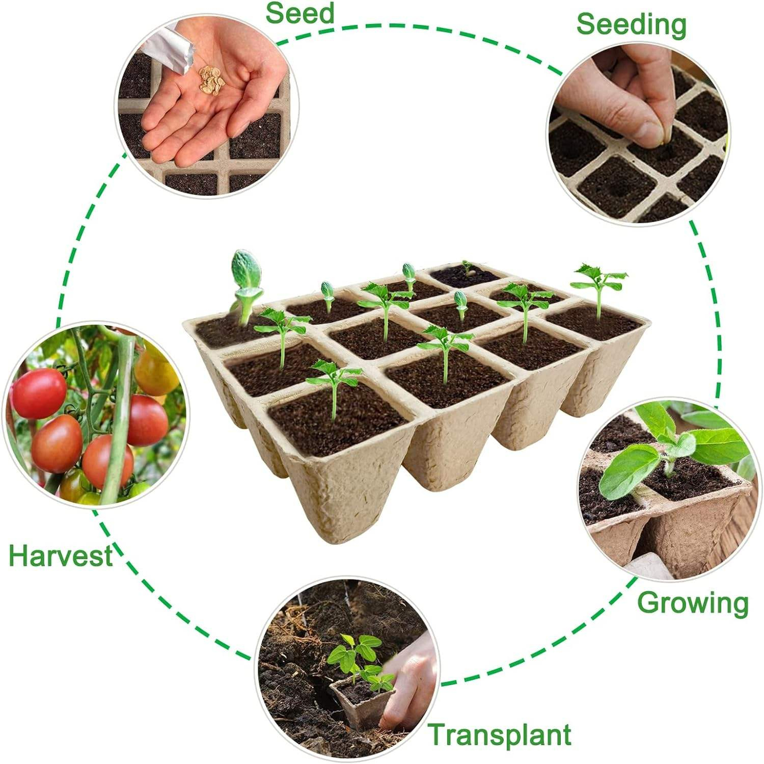 Sustainable Paper Pulp Seedling Trays for Nursery and Garden,Anhui Province Tianle Plastic Co.,Ltd ,Sustainable Paper Pulp Seedling Trays for Nursery